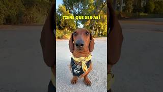 Así NO me levantes 😂💖 perrosalchicha teckel dachshund dog humor subscribe perros viral [upl. by Ayhtin]