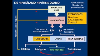 Embriología gametogénesis general espermatogénesis y ovogénesis [upl. by Aikemat310]