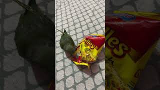 🤣🤣🤣 trending parrot comedyvideos comedyshorts youtubeshorts funny shorts [upl. by Laurence]