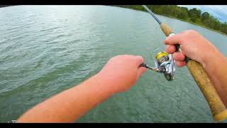 Lake Burley Griffin Redfin [upl. by Asilla]