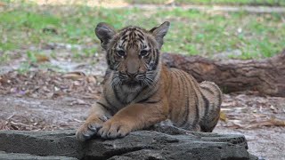 Malayan tiger triplets at Jacksonville Zoo to be on public display Friday [upl. by Lednic777]