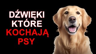 Dźwięki które kochają Psy [upl. by Hamilton]