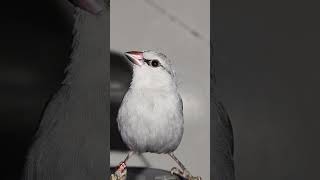 Lavender Waxbill Meets Dyson V15 Feathered Friend on a HighTech Perch [upl. by Marcellina254]