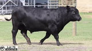 Lot 70 WDC22T65 Coonamble Angus 2024 [upl. by Zeralda]