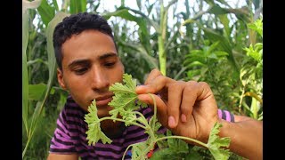 هذا النبات يستخرج منها اغلي الزيوت الطيارهpelargonium graveolens [upl. by Christos]