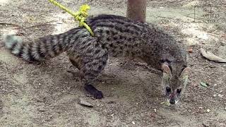 Interesting facts about civet cat by weird square [upl. by Yht]