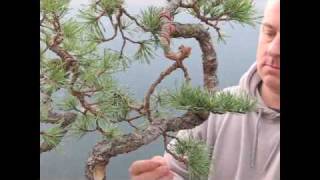 Bonsai Tree Demonstration  Yamadori Scots Pine [upl. by Aceissej463]