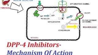 DPP4 Inhibitors  Mechanism Of Action [upl. by Doe]