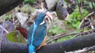 Kingfisher catch [upl. by Boyce554]