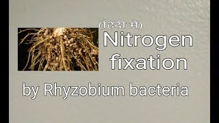 Nitrogen fixation rhyzobium bacteria in hindi [upl. by Olrak]