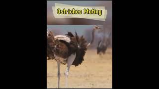 Ostrich Mating shorts [upl. by Imis]