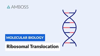 Ribosomal Translocation To the Endoplasmic Reticulum [upl. by Anawek]