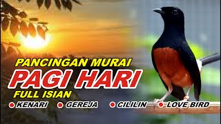 🔴 LIVE 94  pancingan PAGI HARI 100 bikin MURAI BATU GACOR bongkar isian Cililin gacor [upl. by Jane340]