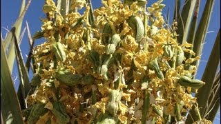 Harvesting and Roasting Yucca Fruits [upl. by Ahsilyt566]