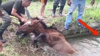 Očajnički su pokušavali da izvuku ovu kobilu ali pogledajte PAŽLJIVO ko se pojavio iza [upl. by Nytsua122]