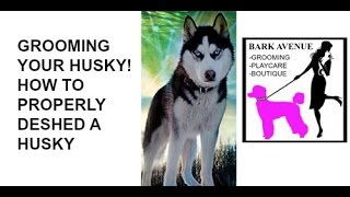 How To Properly Groom Deshed Husky [upl. by Balfour]