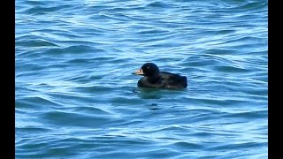 Common Scoter drake Lunan Bay [upl. by Arataj]