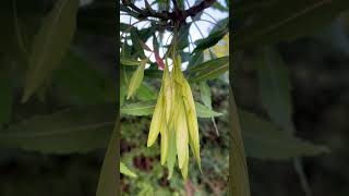 Narrow leaved ash  samaras fruit  July 2024 [upl. by Gregoire]