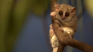 Tiny lemur has super strength [upl. by Noremak]