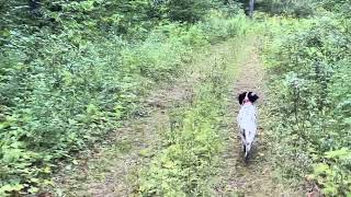 Beirl’s English setters Nora working a pigeon set Bird training [upl. by Chaunce]