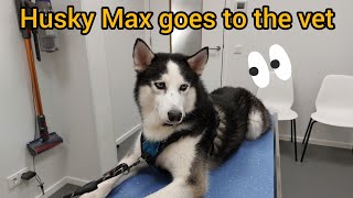 HUSKY Max goes to the vet [upl. by Anomer]