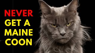 13 Reasons To Never Ever Adopt A Maine Coon Cat [upl. by Leidba908]