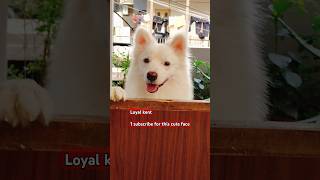 quotLoyal American Eskimo The Most Faithful Friend 🐾❤️quot [upl. by Fae392]