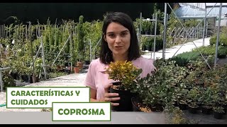 Coprosma repens o Planta espejo  Cuidados y características [upl. by Tertius]