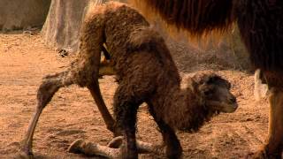 New Baby Camel Just Born  Cincinnati Zoo [upl. by Triplett]