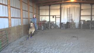 Training a Barrel Horse Part 1 [upl. by Jeanie]