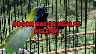 SOGON GACOR DOR NGLEPER [upl. by Dopp429]