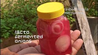 lacto fermented onions resturant style probiotics onion pickle recipe no vinegar [upl. by Sarid]