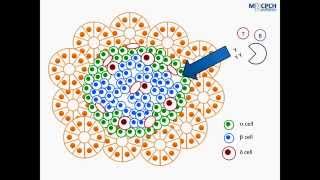 Pathophysiology of Type 1 Diabetes [upl. by Akirret]