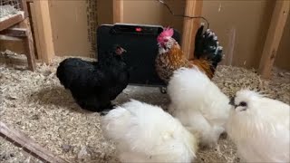 A Warm Winner Chickcozy Coop Heater Review [upl. by Akitahs]