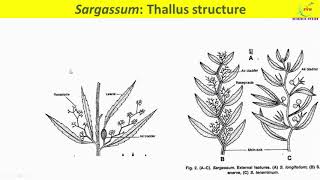 Sargassum Thallus StructureExternal morphology of SargassumInternal structureAnatomy of Sargassum [upl. by Ecnarret]