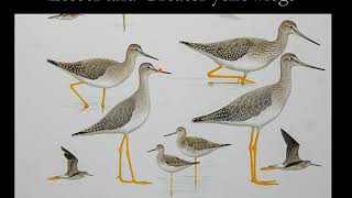 Yellowlegs identification  which one is it Greater or Lesser yellowlegs [upl. by Socem]