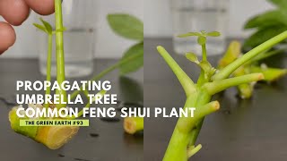 93 Schefflera Plant Cuttings Tips On Propagating Cuttings From ScheffleraUmbrella Tree [upl. by Baniez117]