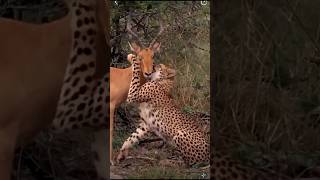 Leopard Chases and Attacks a Deer  Very Scary Wildlife Encounter [upl. by Massey522]