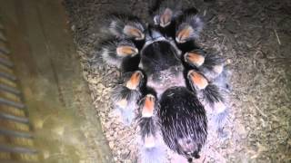 Signs Of A Tarantula Molting [upl. by Erika909]