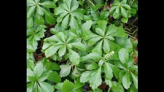 PACHYSANDRA GROUND COVER [upl. by Nylesoj]