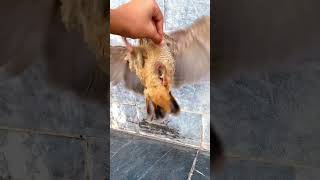 My francolin kick me viral short you tube short [upl. by Sihun]