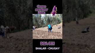 Como Sembrar Maiz MORADO INIA 601 SHALAR CH [upl. by Jehias]