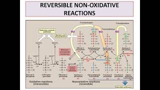 Pentose phosphate pathway [upl. by Radley]