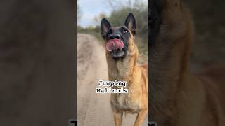 Malinois and the Ball [upl. by Natfa]