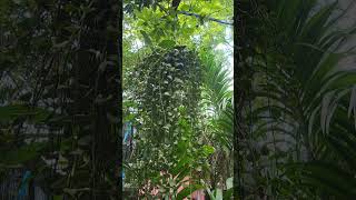 DISCHIDIA PLANT green greenery gogreen plants nature short shorts shortvideo [upl. by Maryly]