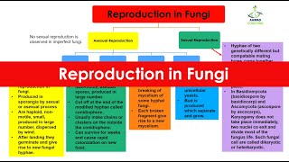 Reproduction in Fungi  Spore Conidia Fragmentation Budding  Kingdom Fungi [upl. by Aniluap]