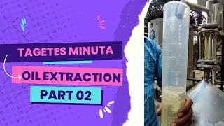 Tagetes minuta oil extraction Part 2  Girdhari Lal Holistic [upl. by Volotta40]