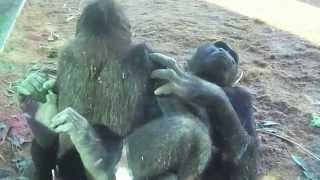 Gorilla Love [upl. by Ryan]