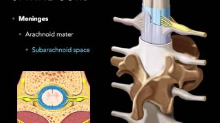 Modification Of PiaMater Spinal CordMade Easyyyy [upl. by Ailel]