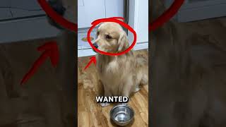 GOLDEN RETRIEVERS ARENT LOVED ANYMORE！catshorts cats funnypet cuteanimal [upl. by Yltneb826]